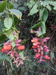 Thunbergia coccinea