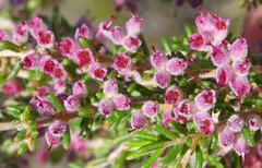 Erica puberuliflora