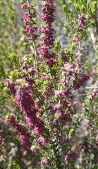Erica puberuliflora