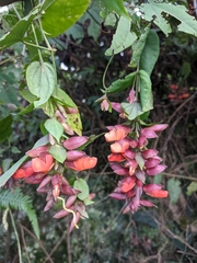 Thunbergia coccinea