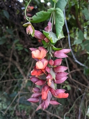 Thunbergia coccinea