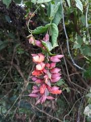 Thunbergia coccinea