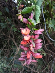 Thunbergia coccinea