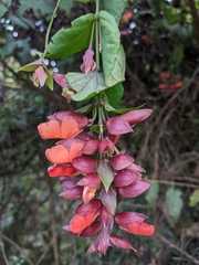 Thunbergia coccinea