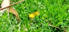 Colias dimera