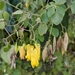 Yellow Bleeding Heart Vines - Photo (c) Basu Dev Neupane, some rights reserved (CC BY-NC), uploaded by Basu Dev Neupane