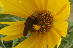 Svastra obliqua obliqua