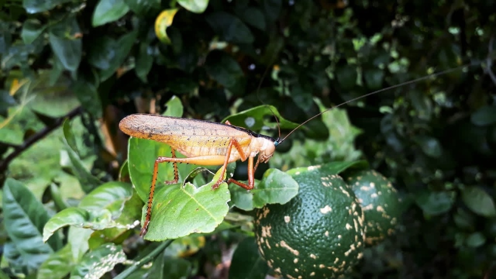 Eubliastes festae