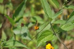 Dalla lethaea
