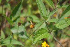 Dalla lethaea