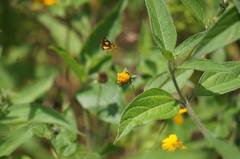 Dalla lethaea
