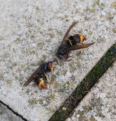 Vespa velutina nigrithorax