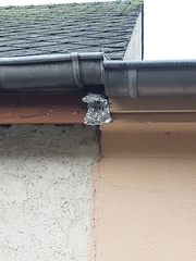 Vespa velutina nigrithorax