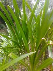Tracheophyta