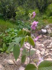Rubus