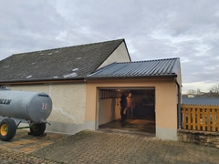 Vespa velutina nigrithorax