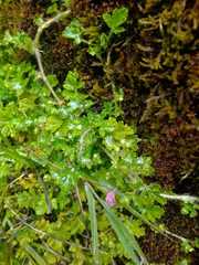 Magnoliopsida