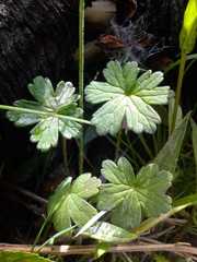 Geranium