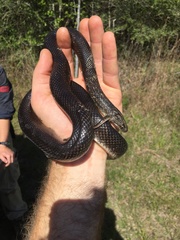 Lampropeltis