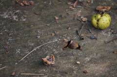 Catonephele numilia esite