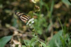 Eresia phillyra phillyra