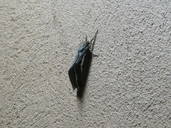 Abantiades argentata
