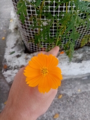 Asteraceae