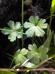 Geranium