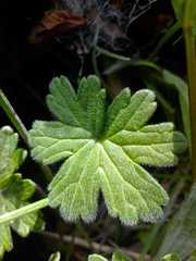 Geranium