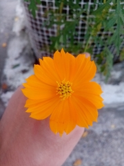 Asteraceae