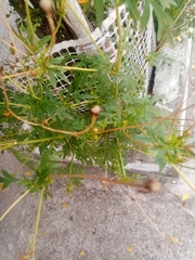 Asteraceae