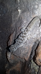 Phyllodactylus homolepidurus