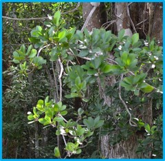 Ficus crocata