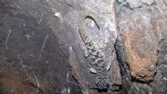 Phyllodactylus homolepidurus