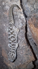 Phyllodactylus homolepidurus