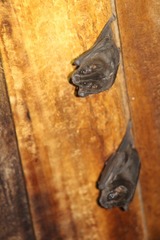 Platyrrhinus albericoi