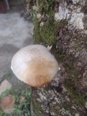 Fungi
