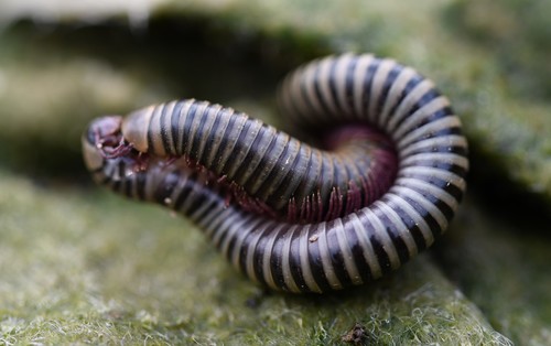 Lusitanian Millipede