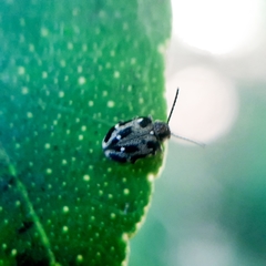 Trymolophus