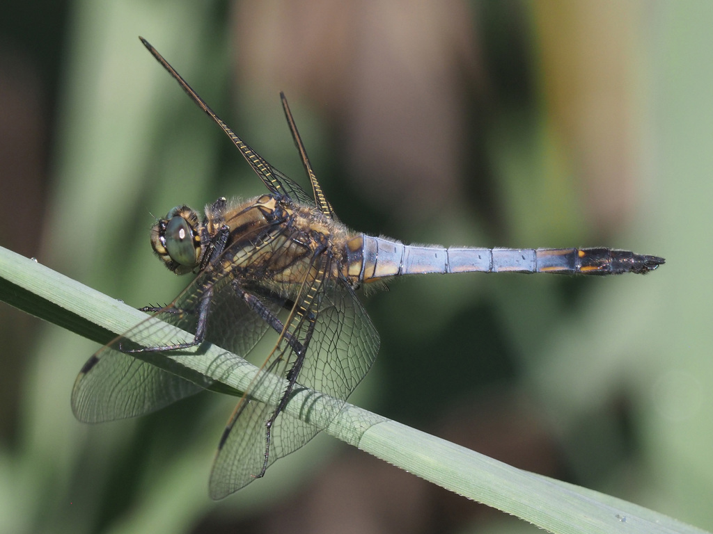 Black-tailed Skimmer (Insects of Jaén, AN, ES) · iNaturalist