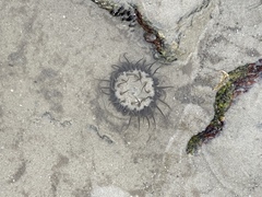 Bunodosoma cavernatum