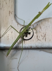 Musonia remota