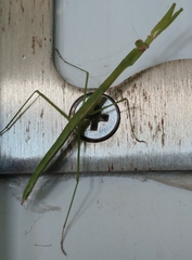 Musonia remota