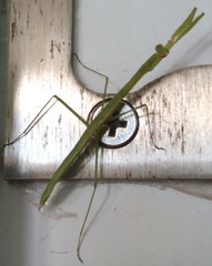 Musonia remota