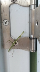 Musonia remota