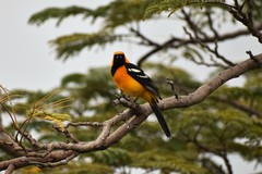 Icterus cucullatus