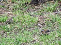 Fringilla coelebs
