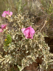 Podalyria myrtillifolia