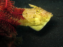Pseudomonacanthus macrurus