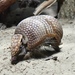 Three-banded Armadillos - Photo (c) Joachim S. Müller, some rights reserved (CC BY-NC-SA)